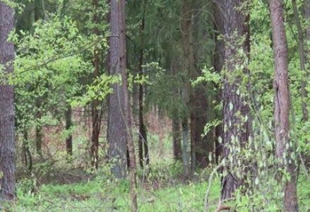 przedszkolna akcja sadzenia lasu razem z Nadleśnictwem Podanin
